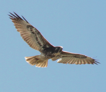 White-tailed Hawk juvenile